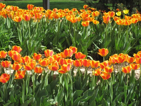 IMG_1689 Spring in Kansas City