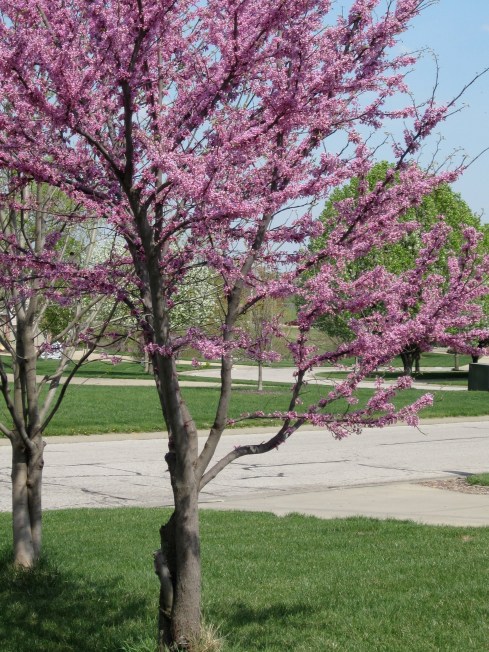 IMG_1709 Spring in Kansas City